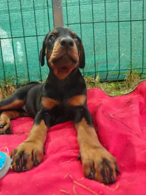 Dobermany po Championie z b. dobrym rodowodem ZKwP (FCI) 8