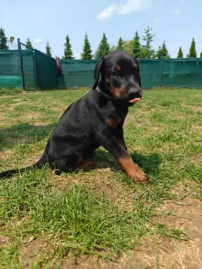 Dobermany po Championie z b. dobrym rodowodem ZKwP (FCI) 9