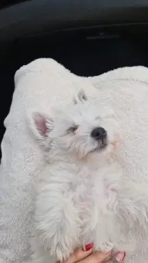 Oatatni Szczeniak samiec pies West Highland White Terrier 3
