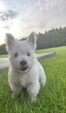 Oatatni Szczeniak samiec pies West Highland White Terrier 1