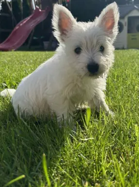 Oatatni Szczeniak samiec pies West Highland White Terrier 2