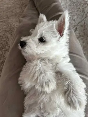 Oatatni Szczeniak samiec pies West Highland White Terrier 4