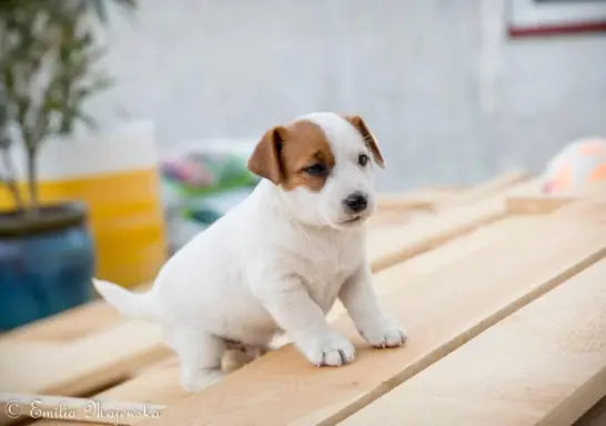 Szczeniak - Jack Russell Terrier 2