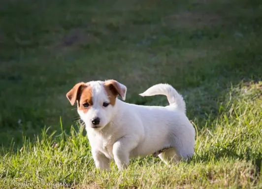 Szczeniak - Jack Russell Terrier 4