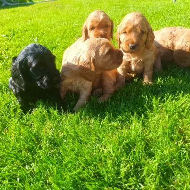 Śliczny cocker spaniel 1