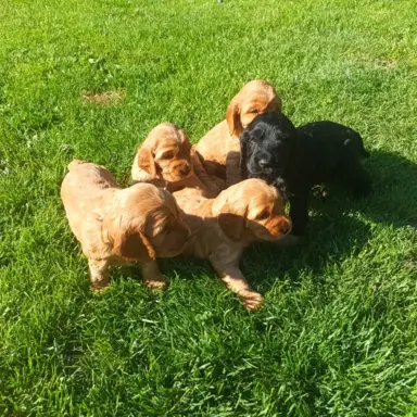 Śliczny cocker spaniel 3