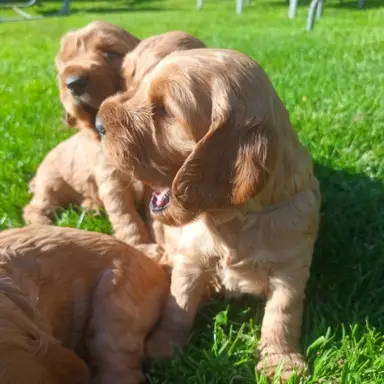 Śliczny cocker spaniel 4