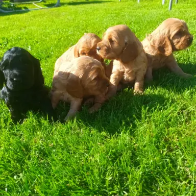 Śliczny cocker spaniel 2
