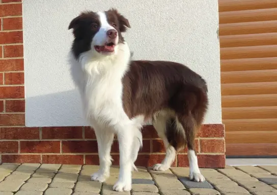 Border Collie - Rasowy pies maści ee-red, komplet dok. 3