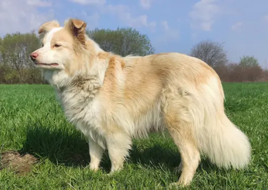 Border Collie - Rasowy pies maści ee-red, komplet dok. 4