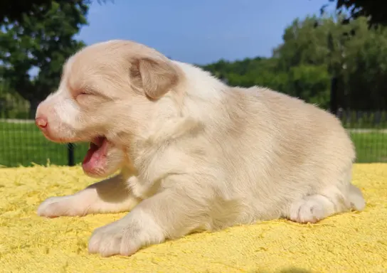 Border Collie - Rasowy pies maści ee-red, komplet dok. 5