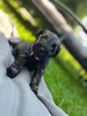 Ostatnia suczka szanucer miniaturowy pieprz i sól 2