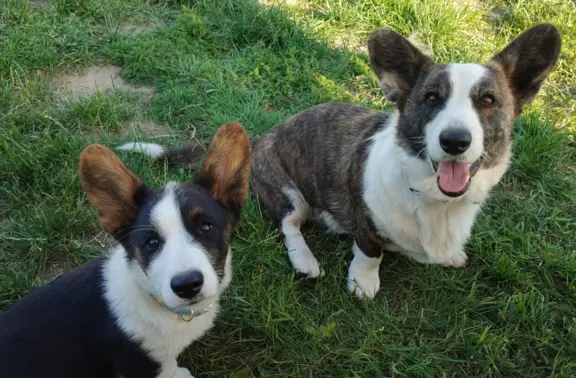 Welsh Corgi Cardigan -hodowla Rivulus FCI 1