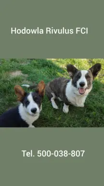 Welsh Corgi Cardigan -hodowla Rivulus FCI 3