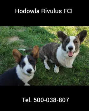Welsh Corgi Cardigan -hodowla Rivulus FCI 4