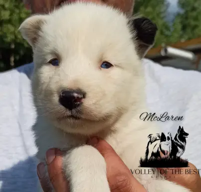 Łajka jakucka nie owczarek nie samojed nie border 3