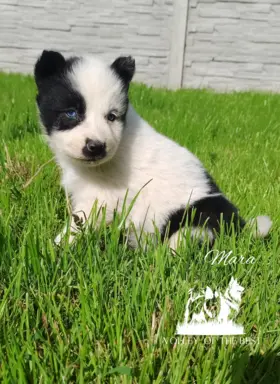 Łajka jakucka nie owczarek nie samojed nie border 1