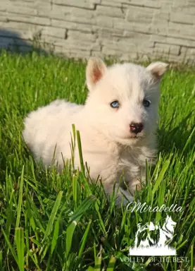 Łajka jakucka nie owczarek nie samojed nie border 2