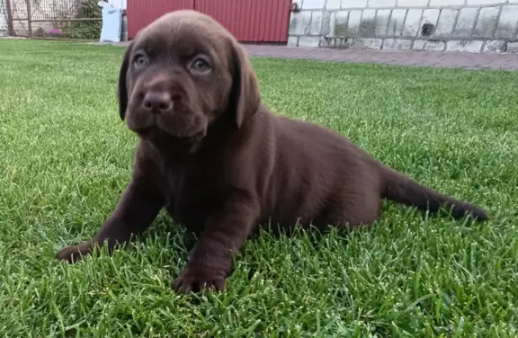 Labrador retriever szczenięta czekoladowe 1