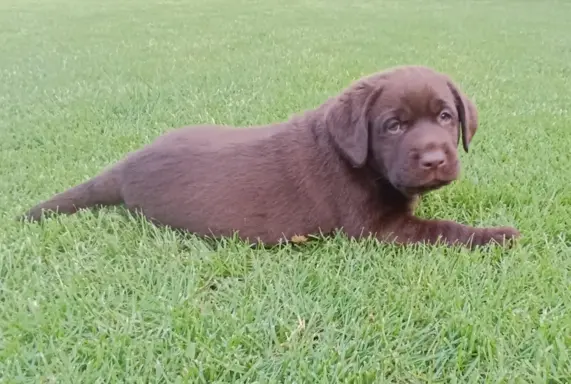 Labrador retriever szczenięta czekoladowe 3