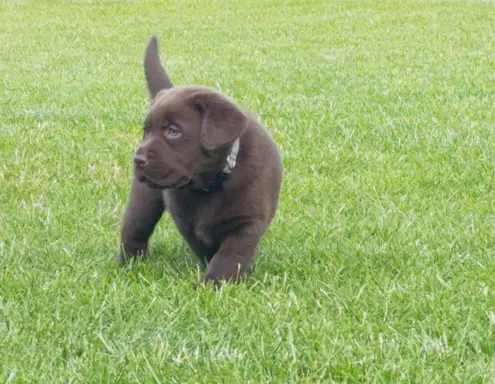 Labrador retriever szczenięta czekoladowe 4