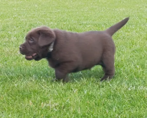 Labrador retriever szczenięta czekoladowe 5