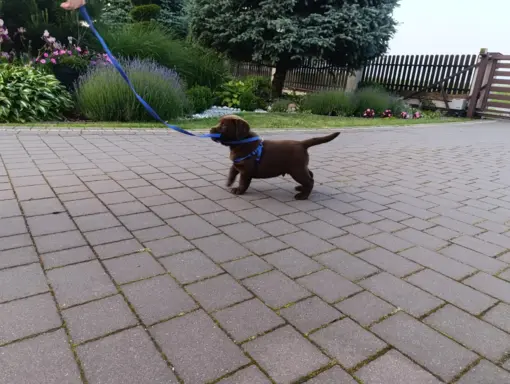 Labrador retriever szczenięta czekoladowe 6