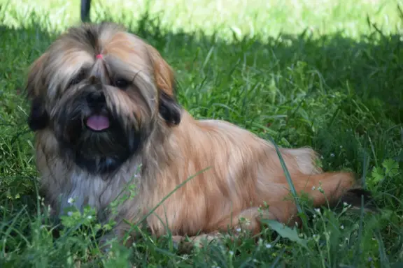 Shih Tzu dziewczynka suczka szczeniak 1