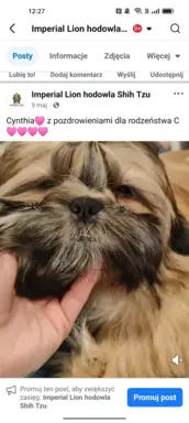 Shih Tzu dziewczynka suczka szczeniak 2