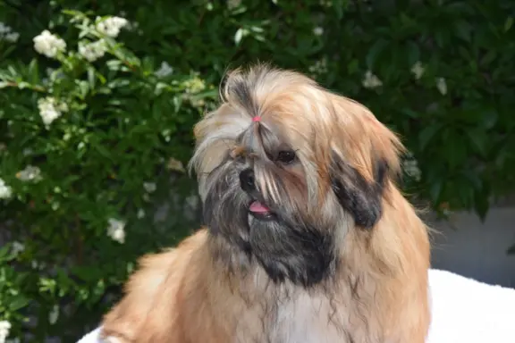 Shih Tzu dziewczynka suczka szczeniak 3