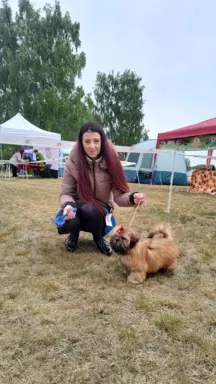 Shih Tzu dziewczynka suczka szczeniak 4