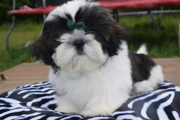 Shih Tzu szczeniak pies piękny METRYKA ZKWP 1