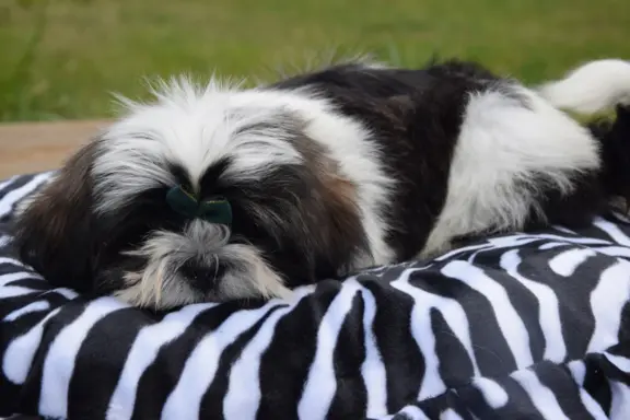 Shih Tzu szczeniak pies piękny METRYKA ZKWP 2