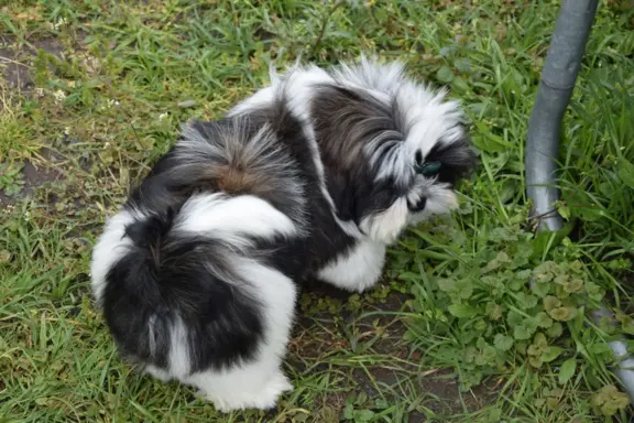 Shih Tzu szczeniak pies piękny METRYKA ZKWP 3