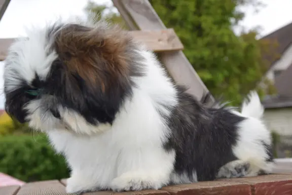 Shih Tzu szczeniak pies piękny METRYKA ZKWP 5