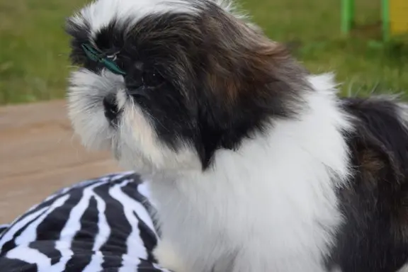 Shih Tzu szczeniak pies piękny METRYKA ZKWP 6