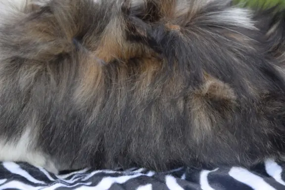 Shih Tzu szczeniak pies piękny METRYKA ZKWP 7