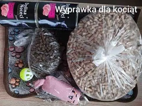 Kocurek tajski czekoladowy Dante z rodowodem Wcf Niebieskook 8