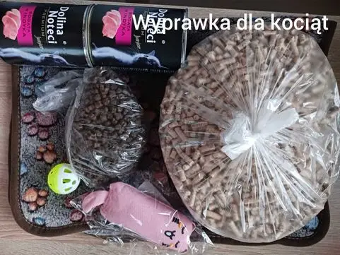 Kocurek tajski Diament z rodowodem Wcf Niebieskookie *pl 8