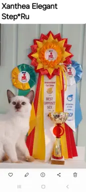 Kocurek tajski Diament z rodowodem Wcf Niebieskookie *pl 7
