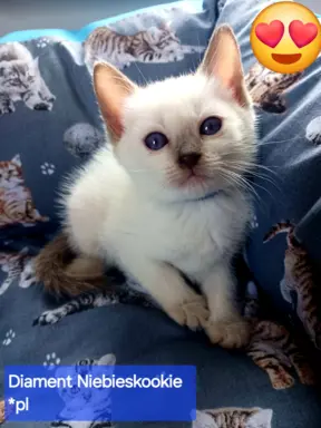 Kocurek tajski Diament z rodowodem Wcf Niebieskookie *pl 1