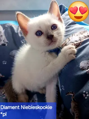 Kocurek tajski Diament z rodowodem Wcf Niebieskookie *pl 2