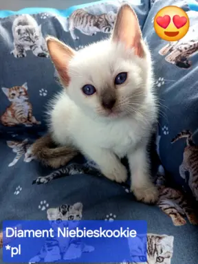 Kocurek tajski Diament z rodowodem Wcf Niebieskookie *pl 3