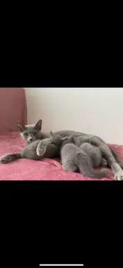 Kocięta Rosyjskie niebieskie 6