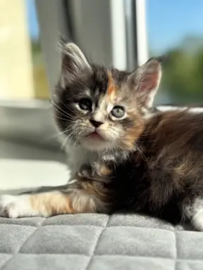 Maine Coon - kotka 2