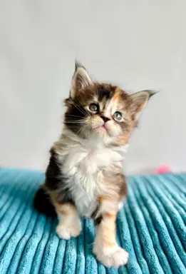 Maine Coon - kotka 3