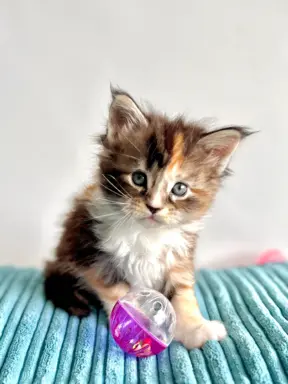 Maine Coon - kotka 4