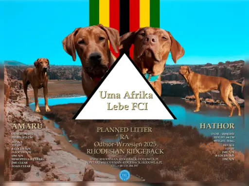 Miot "RA" - 14 Szczeniąt - Rhodesian Ridgeback -Hodowla ZKwP 1