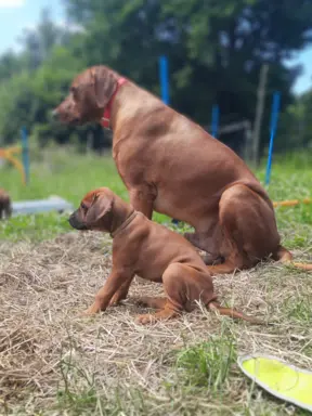 Miot "RA" - 14 Szczeniąt - Rhodesian Ridgeback -Hodowla ZKwP 6