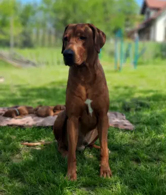 Miot "RA" - 14 Szczeniąt - Rhodesian Ridgeback -Hodowla ZKwP 7